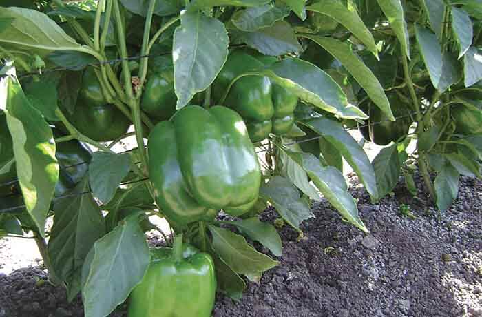 CAPSICUM SAMAG WONDER